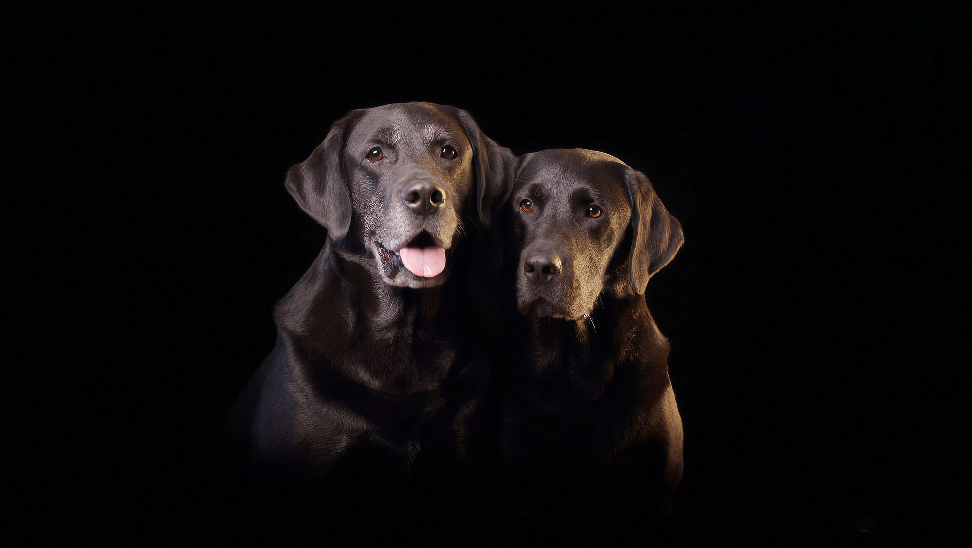 Zwei Hunde – BRUNOS Hundesalon